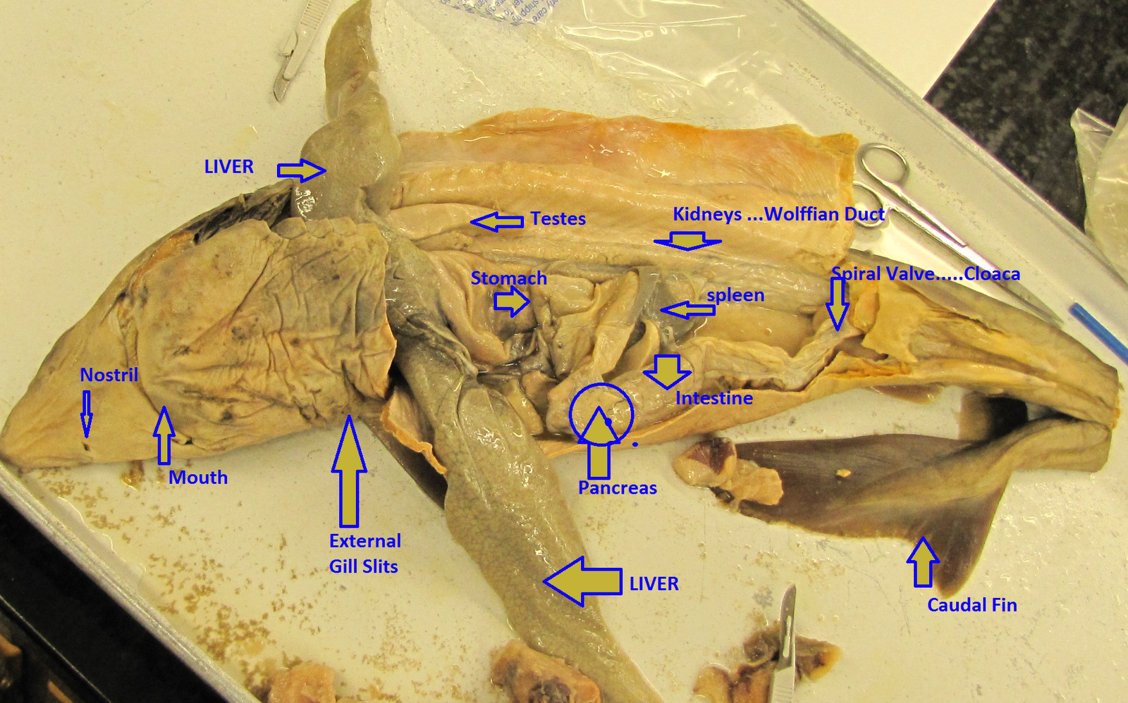 Dogfish+shark+internal+anatomy