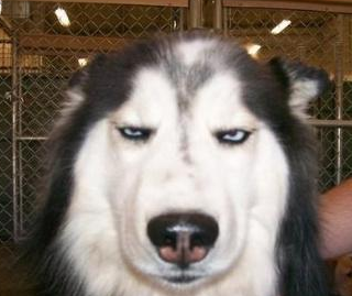 husky+3.png