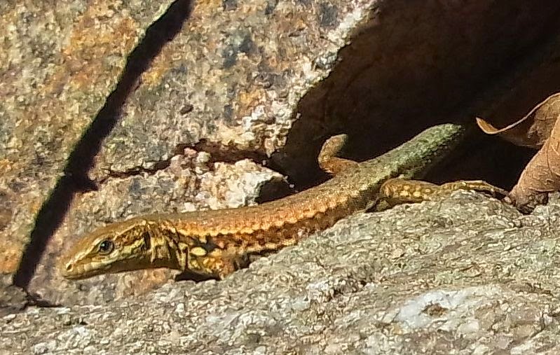 Wanderungen Durch Die Natur 01 05 14 01 06 14