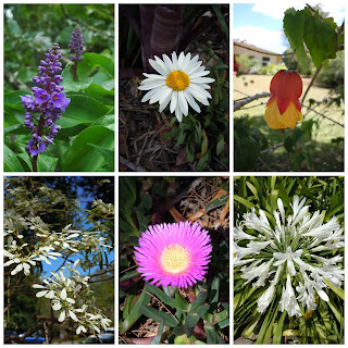 Montville QLD flowers