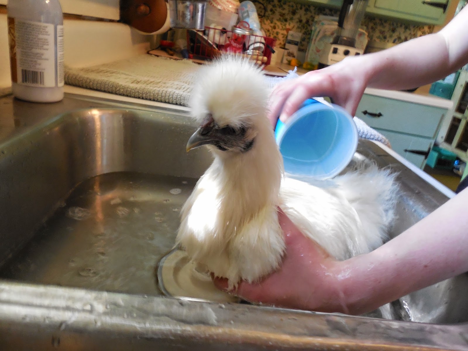 Pray For Lilly Is That A Live Chicken In My Sink