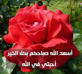 صوت الغربه حبيبي دائما وابدا