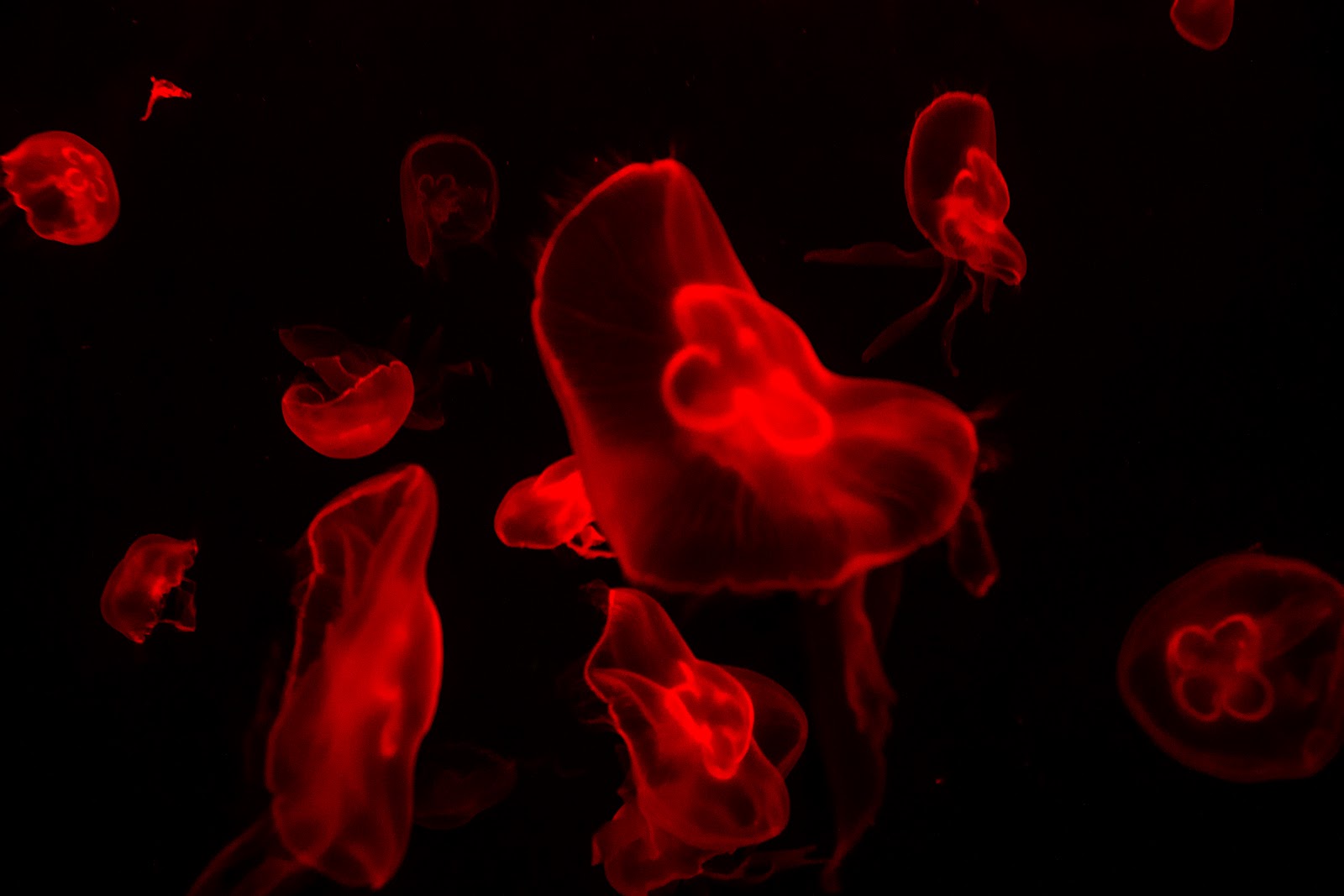 north bloodshore jellyfish north bloodshore jellyfish