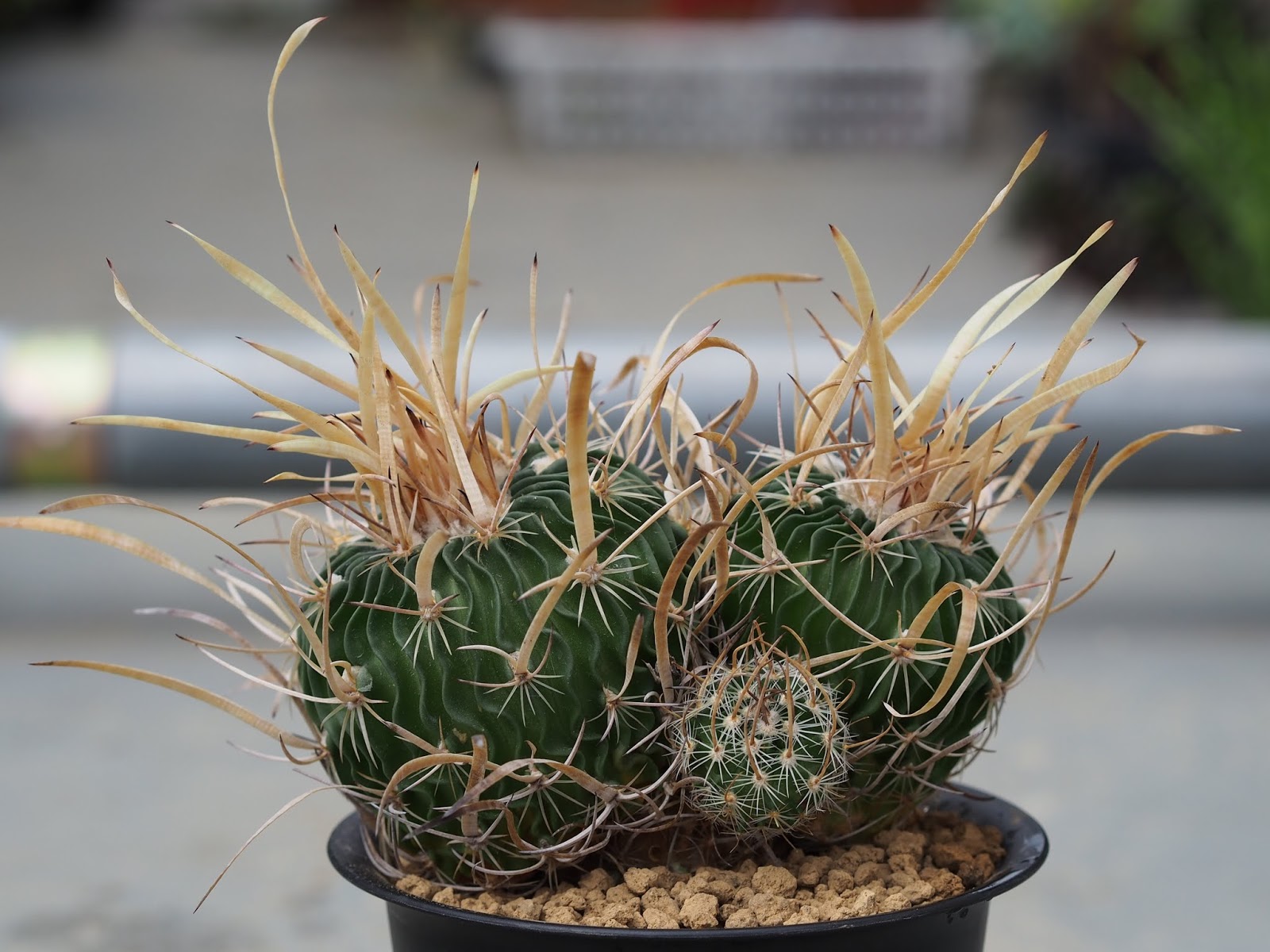 サボテン　エキノフォスロカクタス　振武玉 楽天市場】サボテン：エキノフォスロカクタス 振武玉*幅8cm 現品