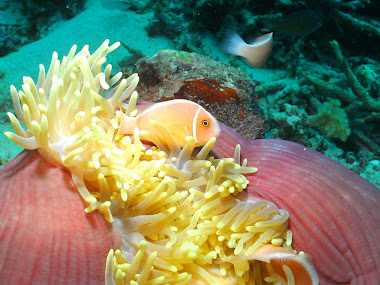 Anemone and Occupants