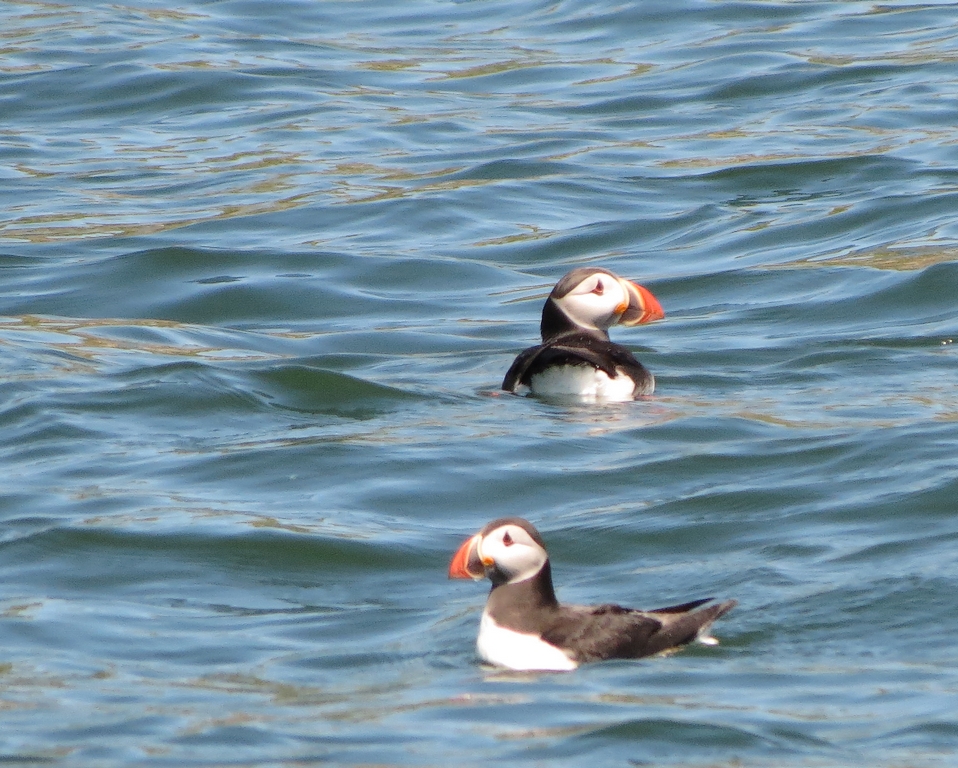 The RSPB Liverpool Local Group Anglesey again, Penmon and Puffins