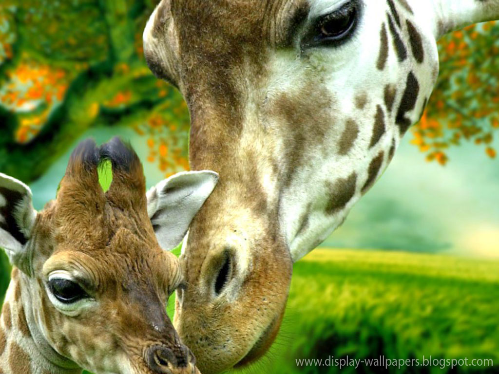 Cute Animals Wallpaper Download - Animation Wall