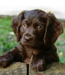 boykin spaniel with white spot