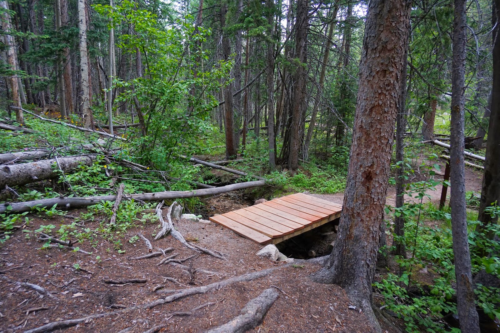 Go Hike Colorado Snowshoe Hare Trail, Golden Gate Canyon State Park