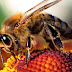 Bee Venom Destroys Human Immunodeficiency Virus (HIV)