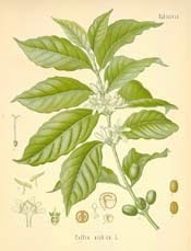 Coffee (Coffea arabica)