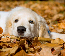 Chien de famille