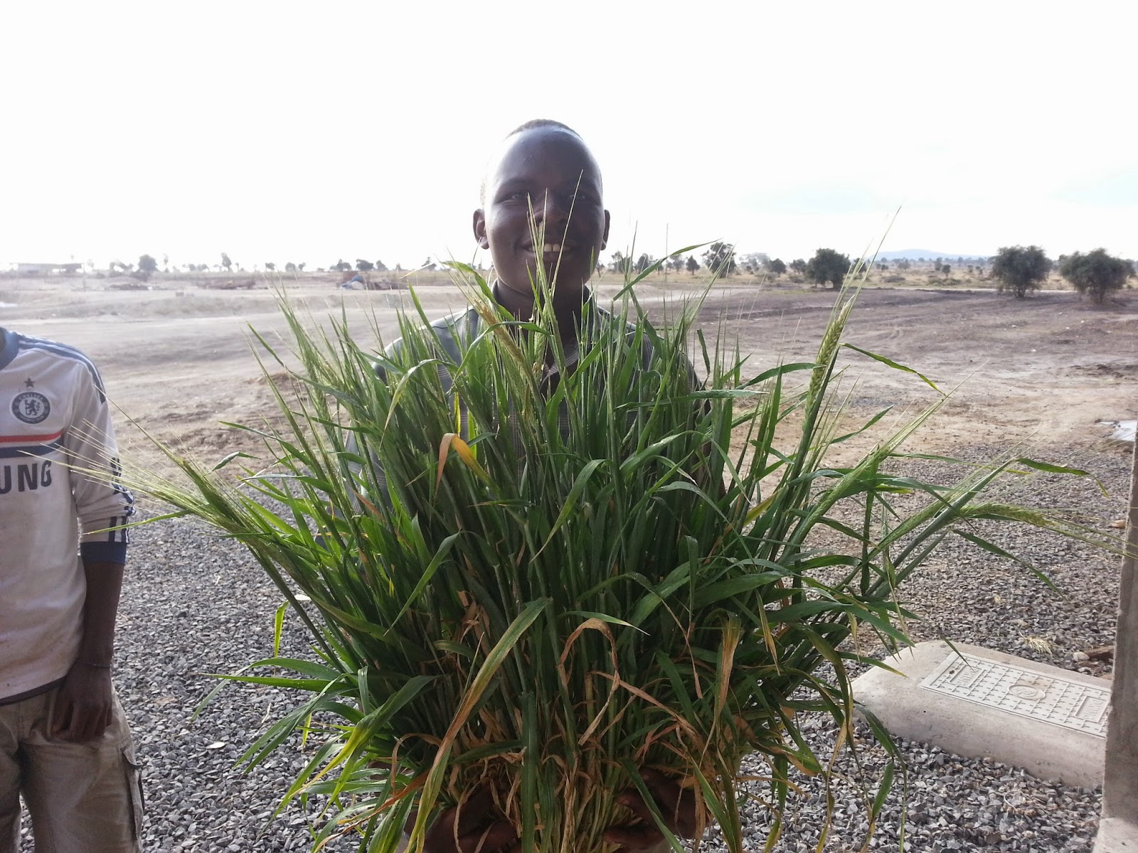 Bardens in Kenya 135 tillers on one barley plant???