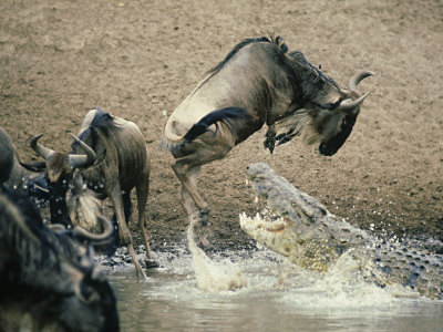 deeble-stone-nile-crocodile-attacks-wildebeest-serengeti-tz.jpg