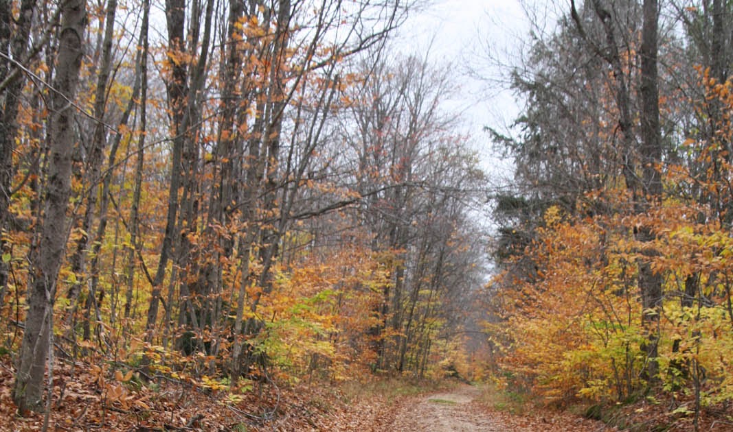 Nature S Kennel Michigan Nature S Kennel Michigan