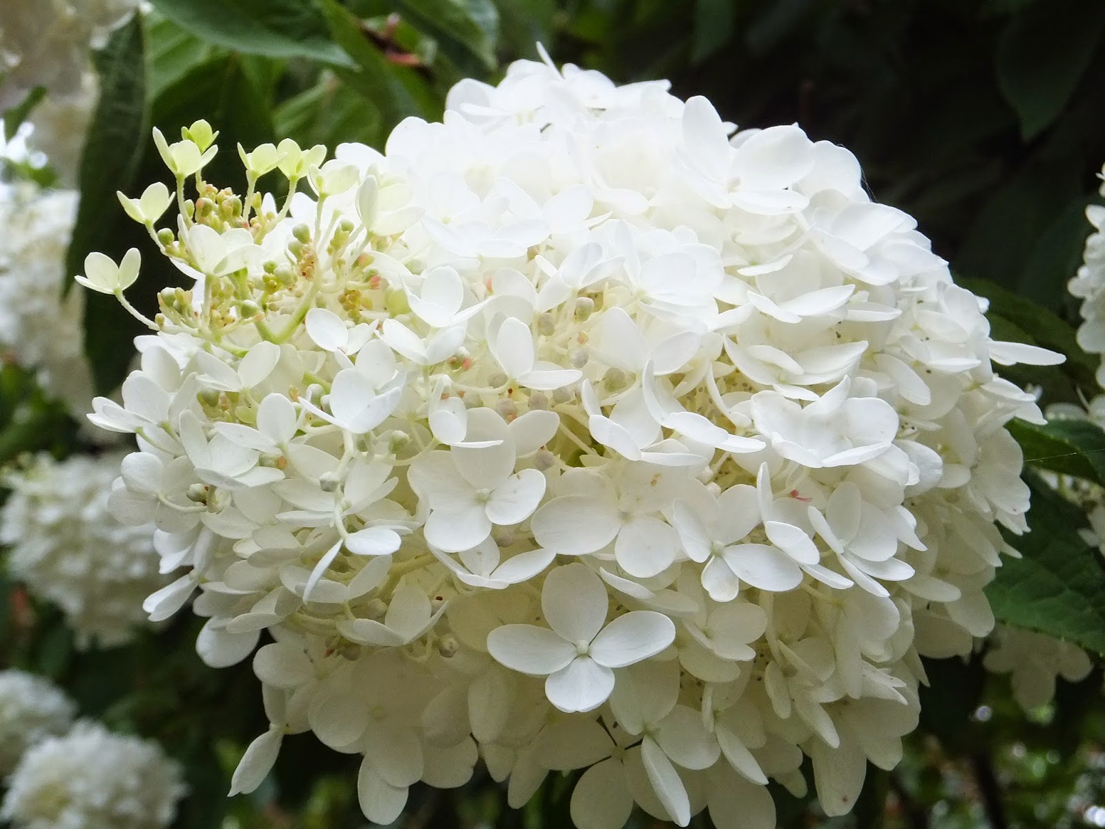 Roses Du Jardin Cheneland Hydrangea Paniculata Vanille Fraise