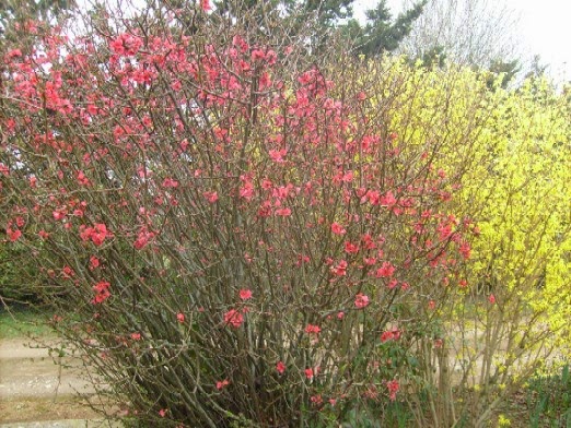 41 Best Plants In My Garden Images Plants Garden Perennials