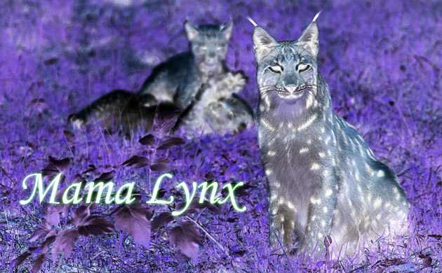 Mama Lynx