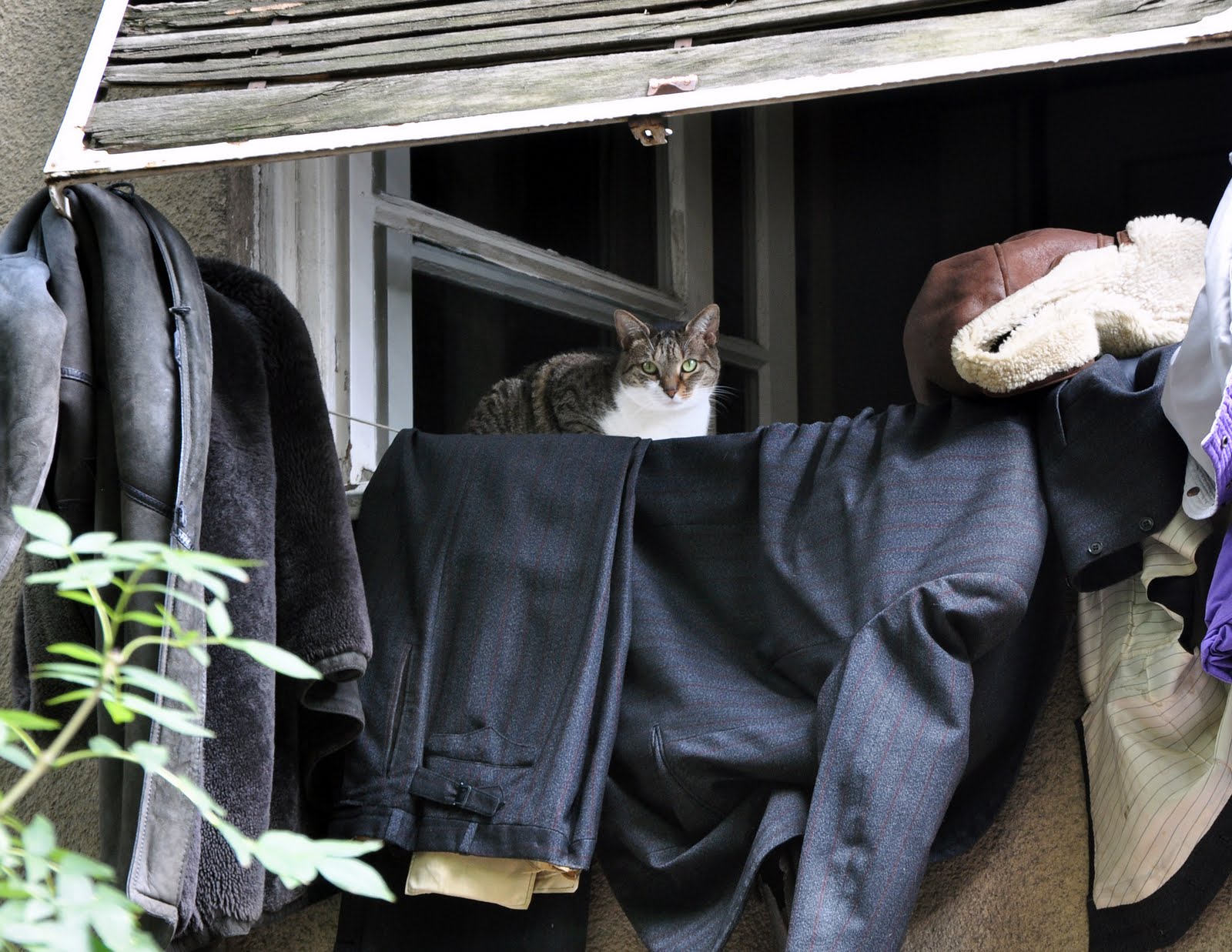 A YankeeinBelgrade Airing the clothes
