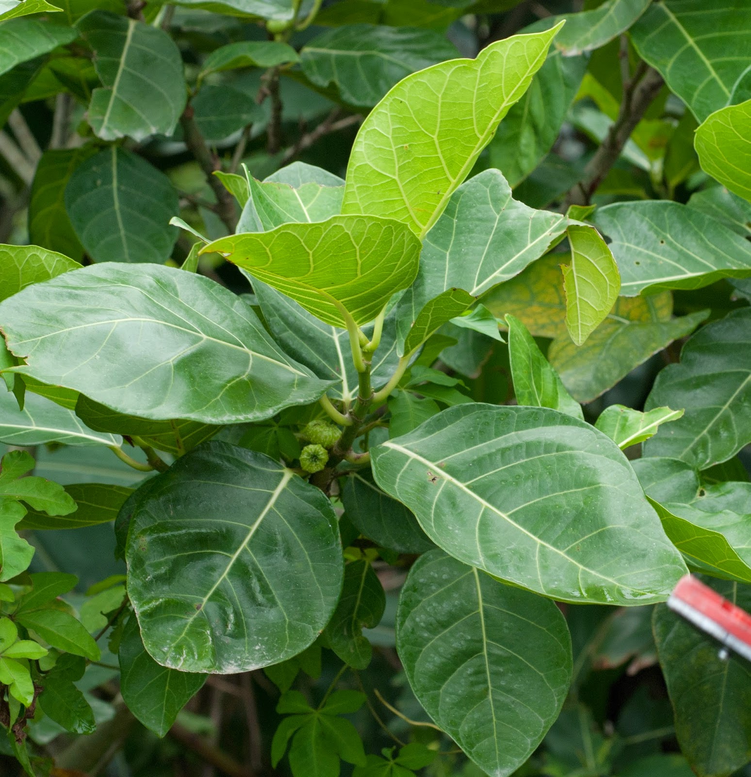 Manfaat dan Khasiat Tanaman Awar Awar (Ficus Septica Burm.F) awar adalah tanaman liar yang sering kita jumpai di sekitar kita yang kadang bisa kita tem Manfaat dan Khasiat Tanaman Awar Awar (Ficus Septica Burm.F)