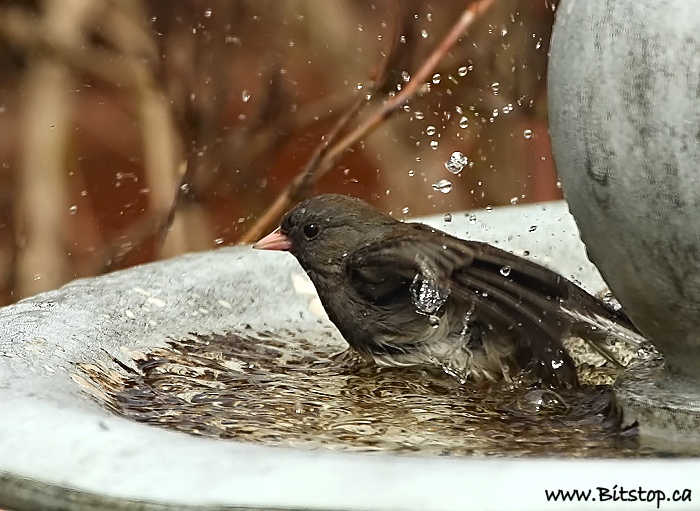 Bitstop: Backyard Birds
