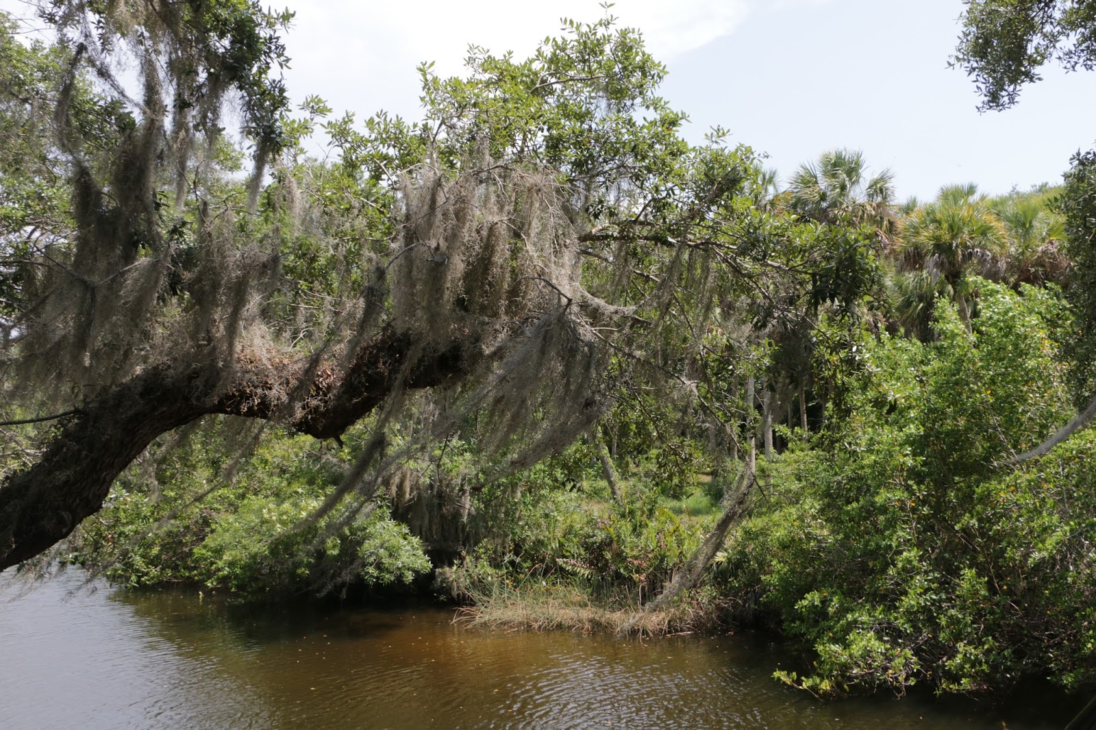 Punta Gorda Florida Daily Photo Along Alligator Creek Old Florida Goes On
