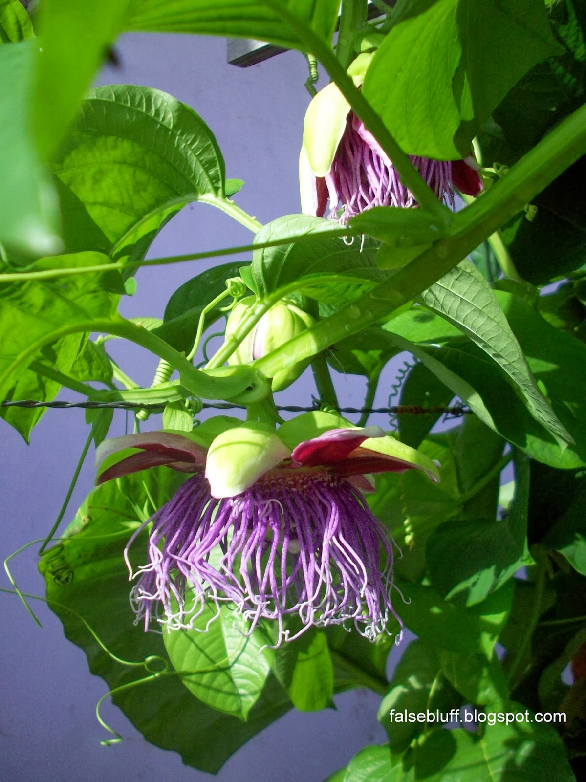 FALSE BLUFF NICARAGUA Passion fruit