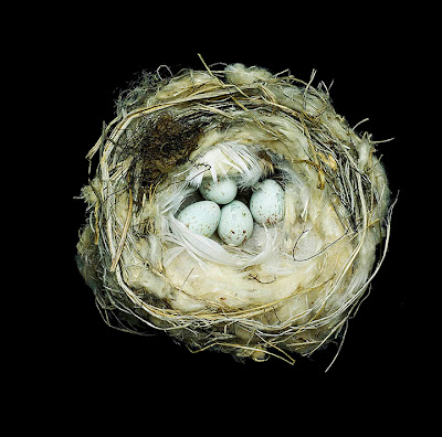 [Image: bird-nests-sharon-beals-12.jpg]