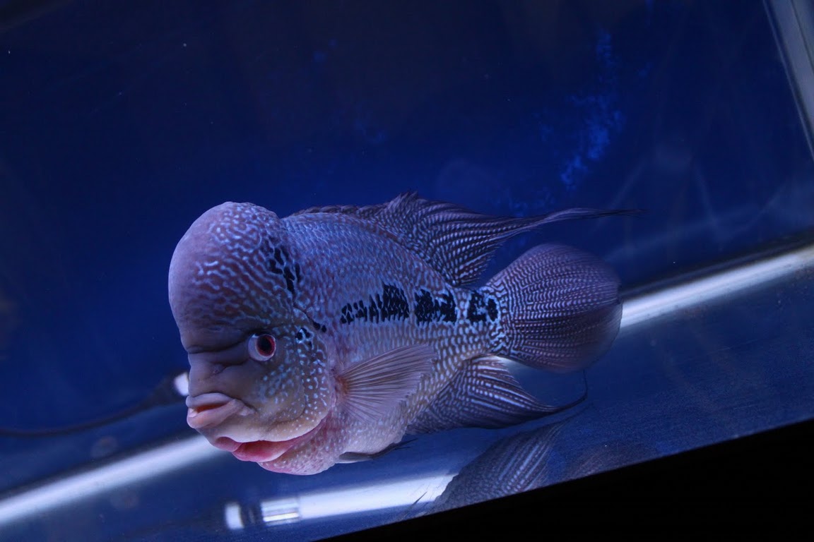 Flowerhorn The Hybrid Cichlids Incredible Flowerhorn