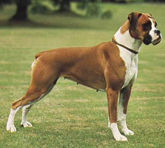 boxer gizarte txakur motak
