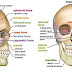 Anatomy Photo l Anatomy of skull