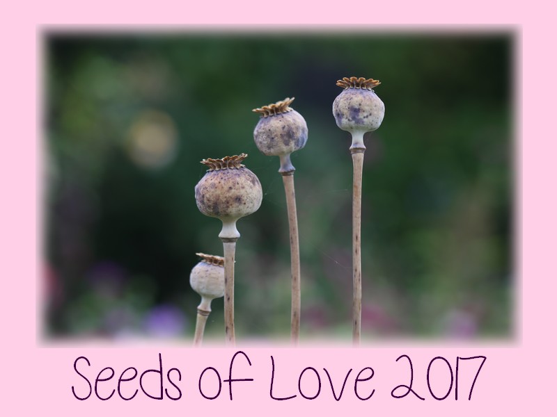 Seeds of Love 2017