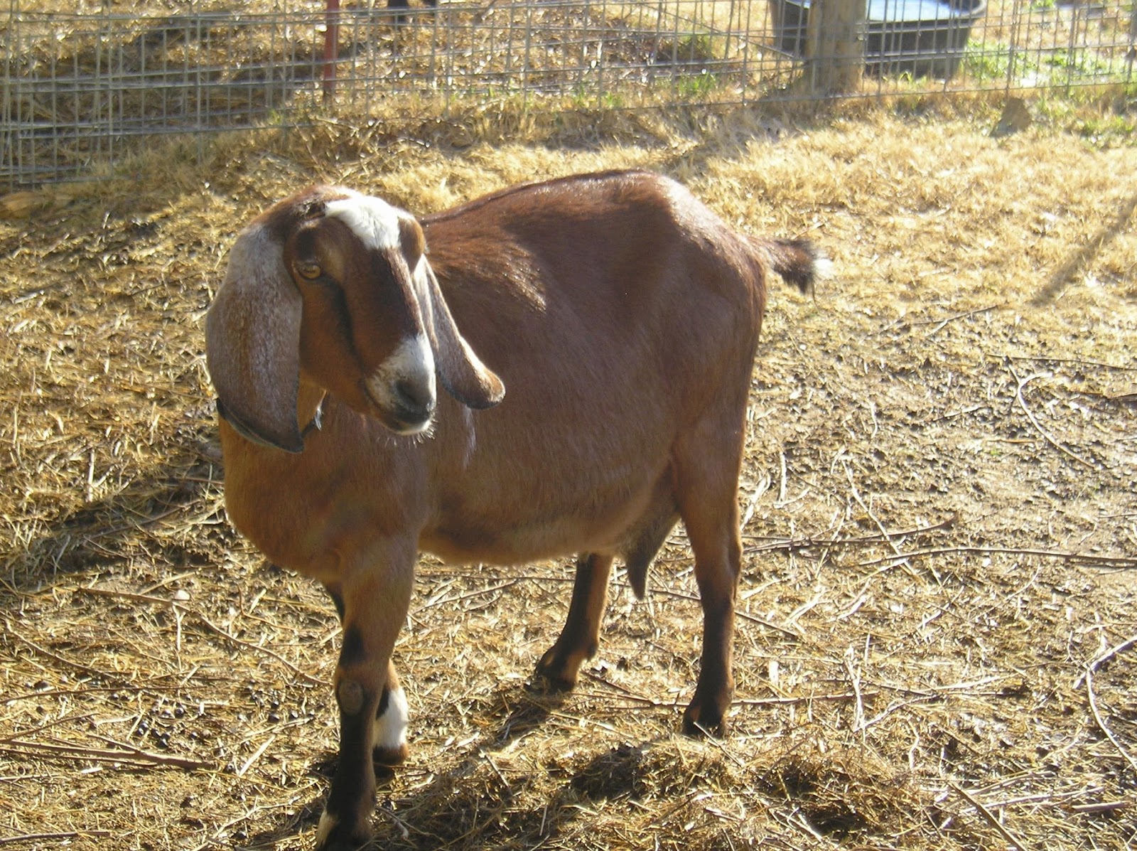 Thoughts from Frank and Fern Why Did My Baby Goats Die?