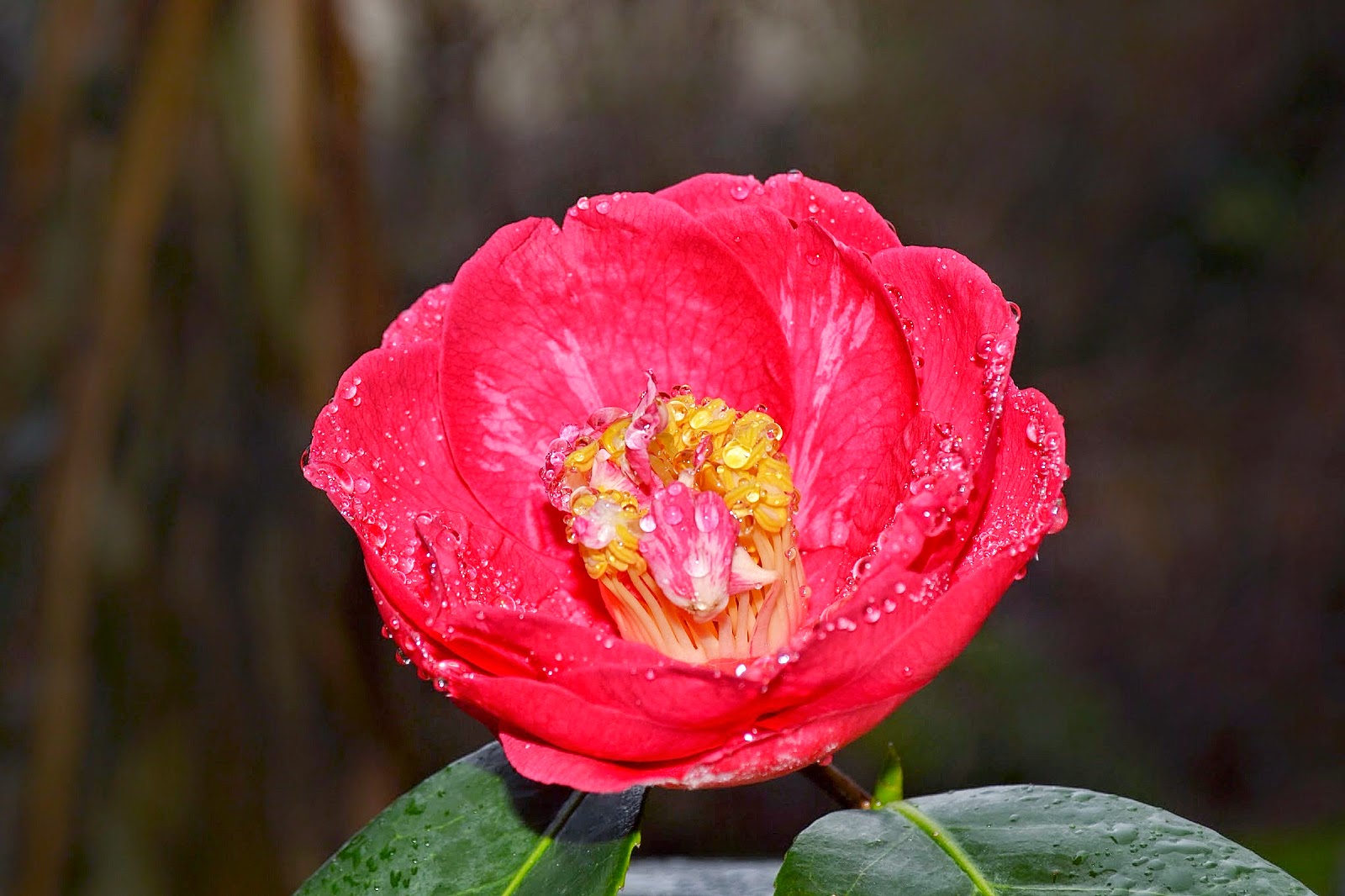 University Of Florida Ifas Charlotte County Extension February 2016