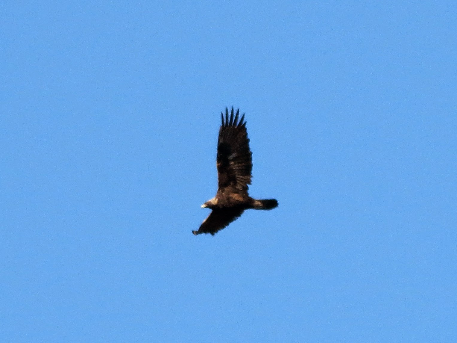 Golden Eagle (sub-adult) - Prince Edward Point, ON