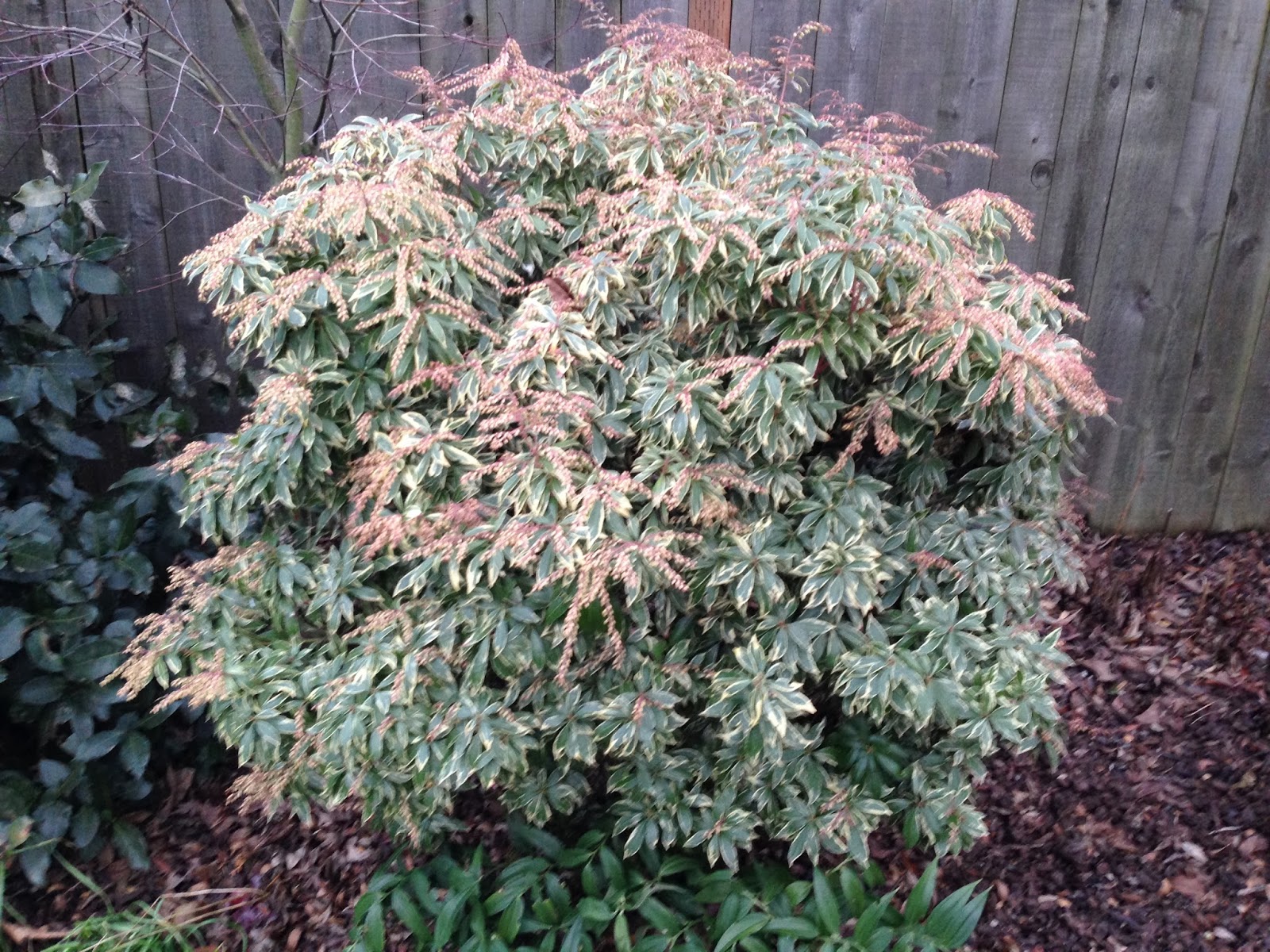 Seattle Garden Ideas Pieris Japonica