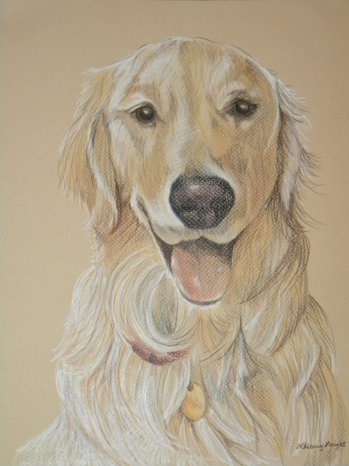 Line Drawing Golden Retriever : The gallery for gt golden retriever line drawing