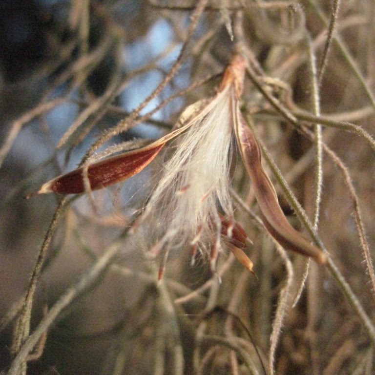 Spanish Moss (Tillandsia usneoides)