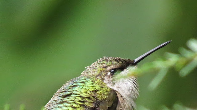 Cute Ruby Throat-ed Hummingbird North Carolina
