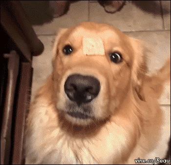 Funny animal gifs - part 112 (10 gifs), dog confused