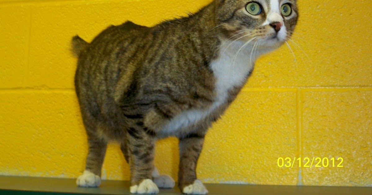 County SPCA Princess Stubby Tail