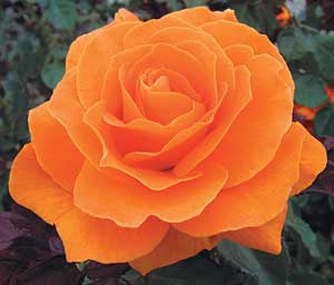 Lavender Garden Cottage: August 2011