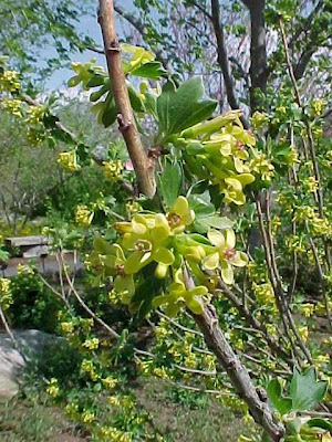 Clove currant flowers