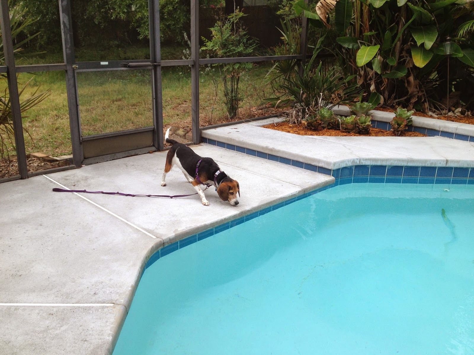 Life With Beagle How to move a dog and cat into a new home Lessons learned