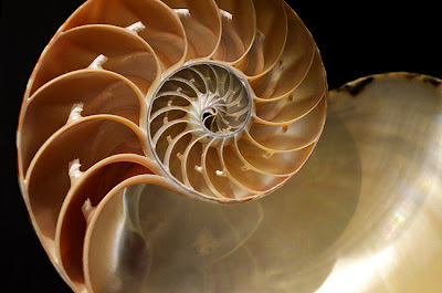 World of Shells at Fernbank Museum of Natural History