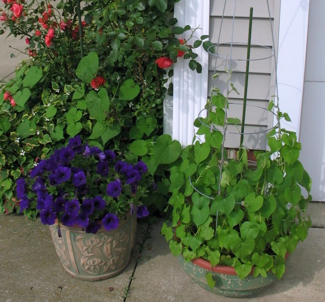 Dar's Crafty Creations: MORNING GLORY TAKE-OVER