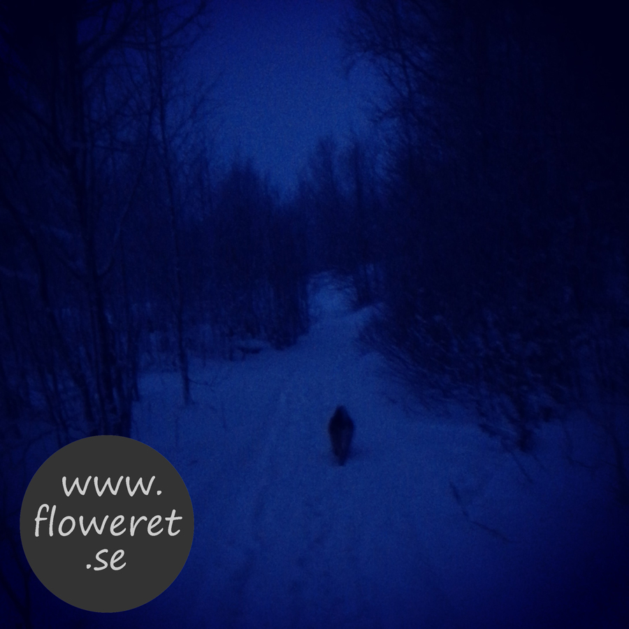 Mulet och kallt januari Morgonpromenad