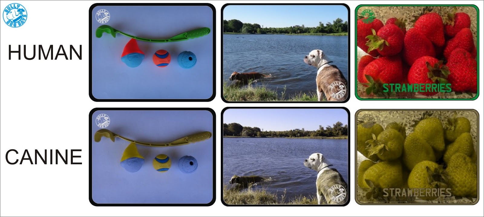 are all dogs color blind vision simulation are all dogs color blind vision simulation