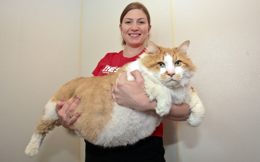 Amazing World World's Fattest Cat