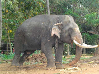 Eléphants Pinnawela Sri Lanka